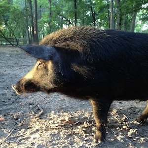 Dennis the wild boar at Tuskany Falls Sanctuary