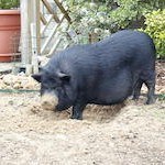 Starbuck, the gentle pig, hard at play