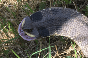 harmless hognose snake