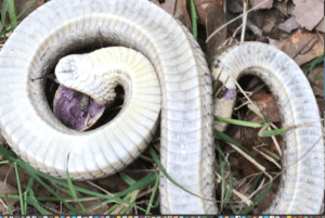 harmless hognose snake