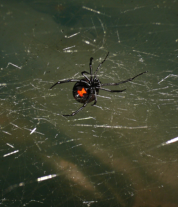 black widow spiders