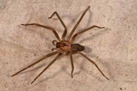 brown recluse spiders