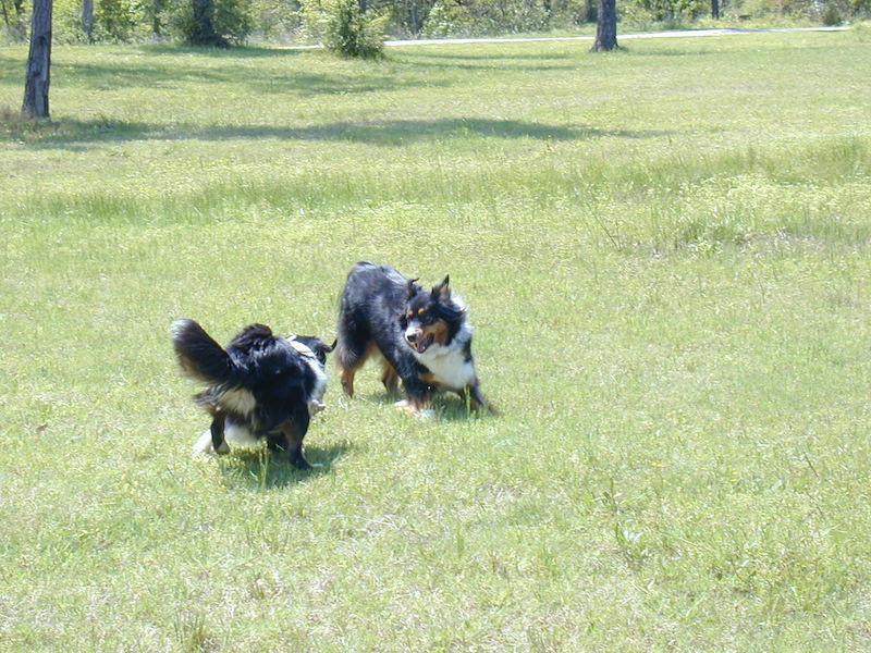 Flash, our herding dog, playing with Slick