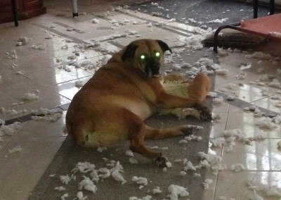 Mollie, A Rock-Hard Dog