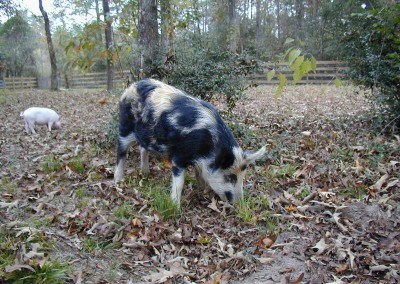 Nina, our Ossabaw pig, looking for acorns
