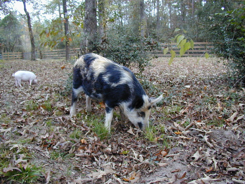 Nina, our Ossabaw pig, looking for acorns