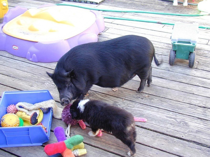 Starbuck, a gentle pig on our sanctuary