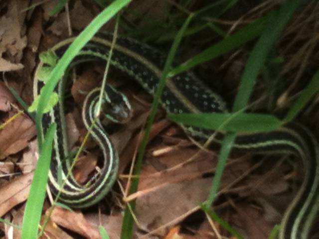 Garter snake after eating frog-small
