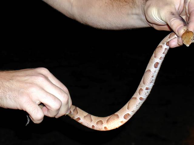 Friendly Copperhead and Other Venomous Snakes